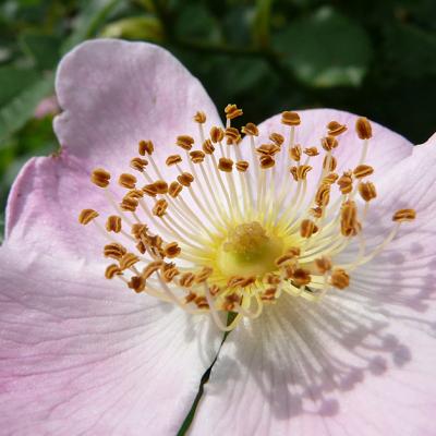 Vadrozsa