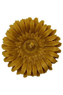 Úszó gerbera